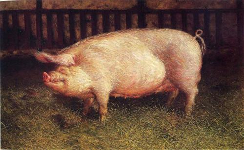 Wyeth Pig.jpg